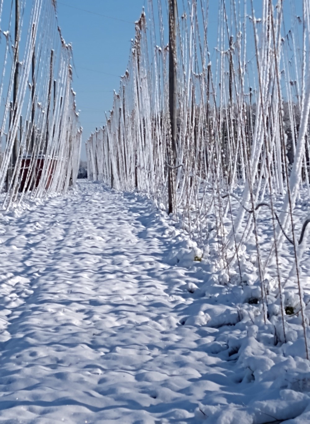 Hopyard in snow.